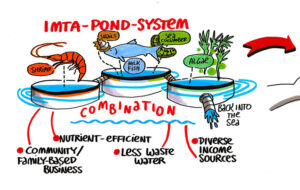 Ausschnitt eines Graphic Recordings zum Thema IMTA-Pond-Systems und Open Access Database